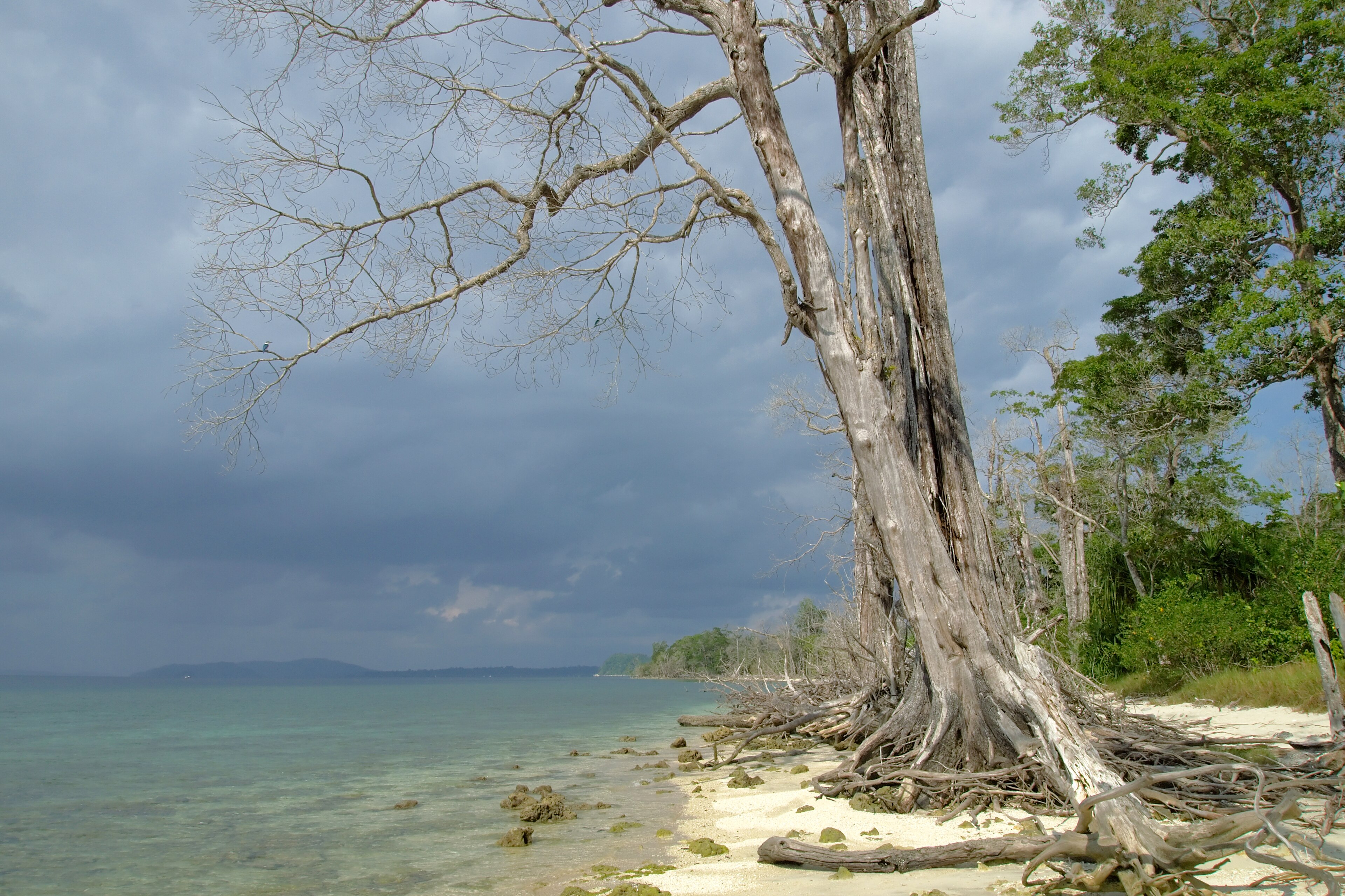 Coral reef and marine life in the waters of Havelock, Andaman