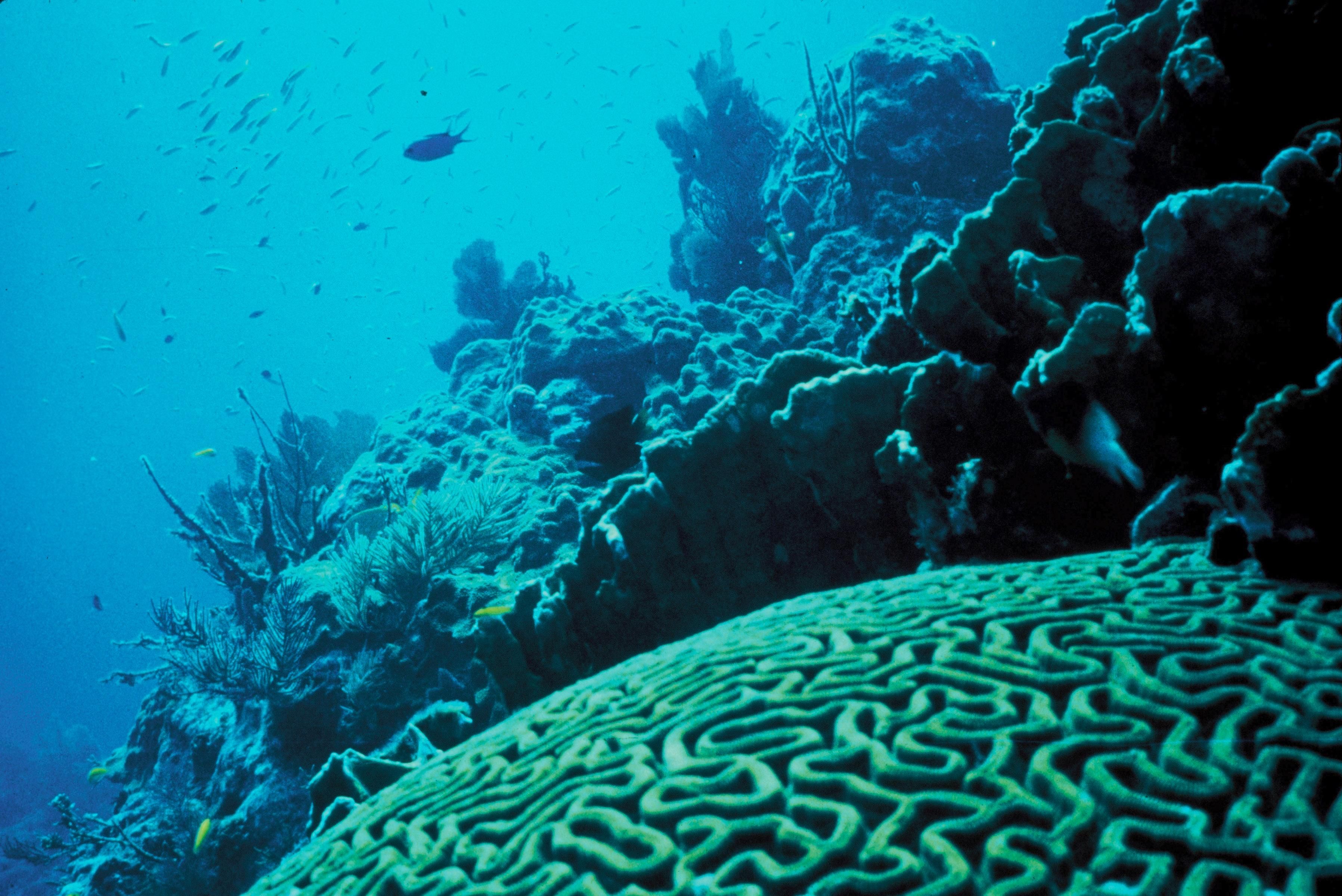 Coral reef and marine life in the waters of Havelock, Andaman